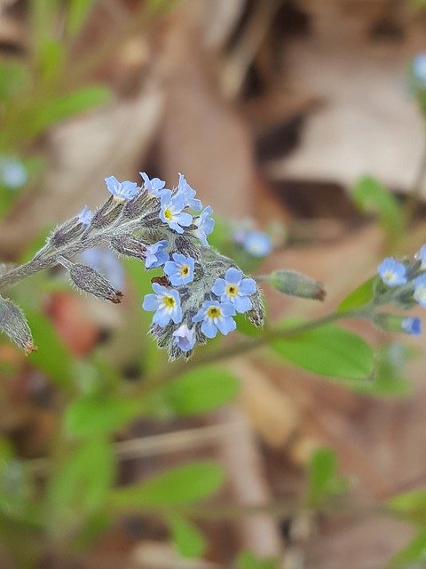 Free download Blue Bloom Nature -  free photo or picture to be edited with GIMP online image editor