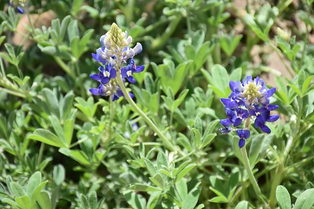 Free download bluebonnet flowers plant free picture to be edited with GIMP free online image editor