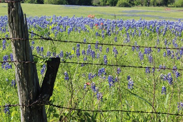 Free download Bluebonnets Fence Nature -  free photo or picture to be edited with GIMP online image editor