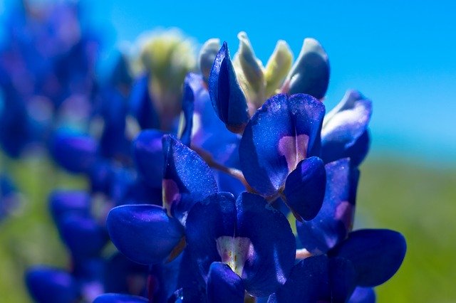 Free download Blue Bonnet Texas Outdoor -  free photo or picture to be edited with GIMP online image editor