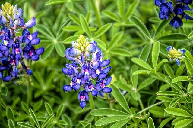 Kostenloser Download Bluebonnet Wildflower Texas - kostenloses Foto oder Bild zur Bearbeitung mit GIMP Online-Bildbearbeitung