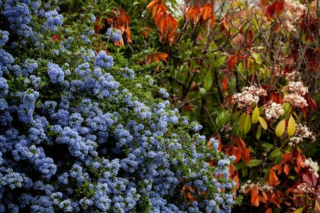 Free download Blue Bush Colourful Spring Russet -  free photo or picture to be edited with GIMP online image editor