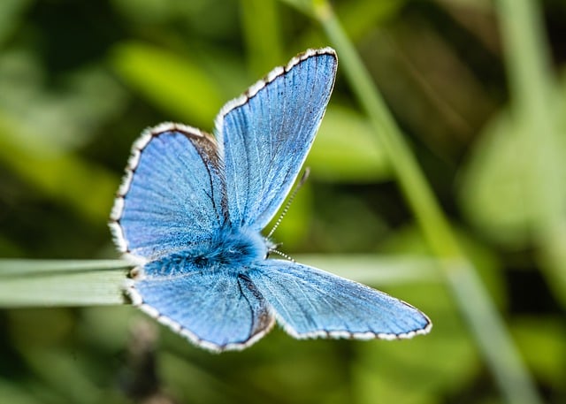 Free download blue butterfuly butterfly insect free picture to be edited with GIMP free online image editor