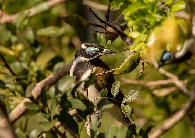 Free download Blue Faced Honeyeater Bird Exotic -  free photo or picture to be edited with GIMP online image editor