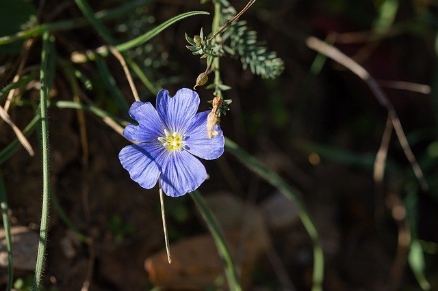 Free download Blue Flower Buttercup Lilac -  free photo or picture to be edited with GIMP online image editor