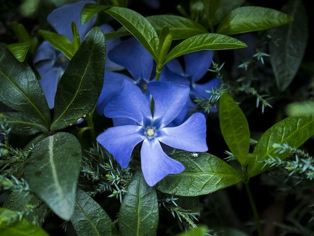 Descarga gratuita Blue Flower Flowers - foto o imagen gratuita para editar con el editor de imágenes en línea GIMP