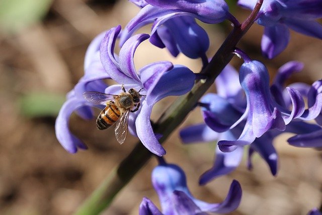 Free download blue flowers insect honey bee macro free picture to be edited with GIMP free online image editor