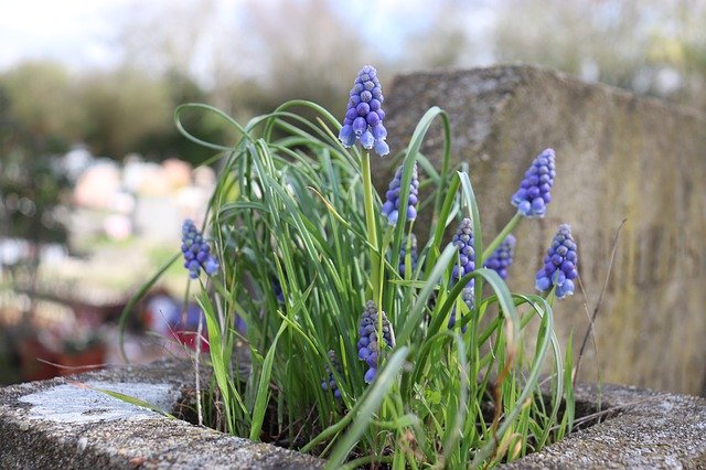 Free download Blue Flowers Spring Cemetery -  free photo or picture to be edited with GIMP online image editor