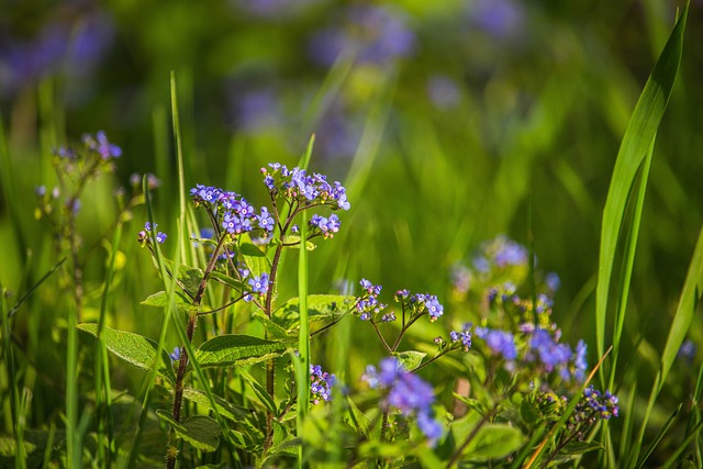 Free download blue forget me not forget me not free picture to be edited with GIMP free online image editor