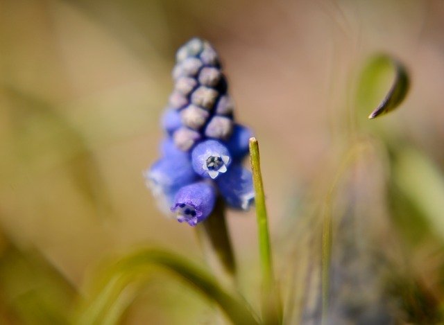 Free download Blue Grape Flower Spring -  free photo or picture to be edited with GIMP online image editor