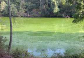 Free download blue-green-algae-09-2015 free photo or picture to be edited with GIMP online image editor