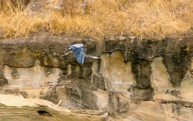 Free download Blue Heron Alaska In Flight -  free photo or picture to be edited with GIMP online image editor