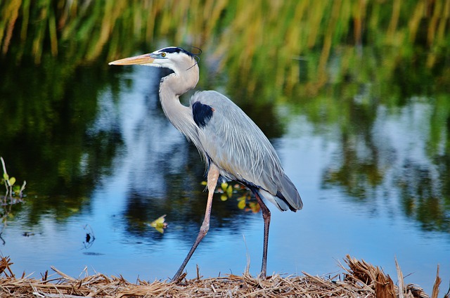 Free download blue heron everglades np florida free picture to be edited with GIMP free online image editor