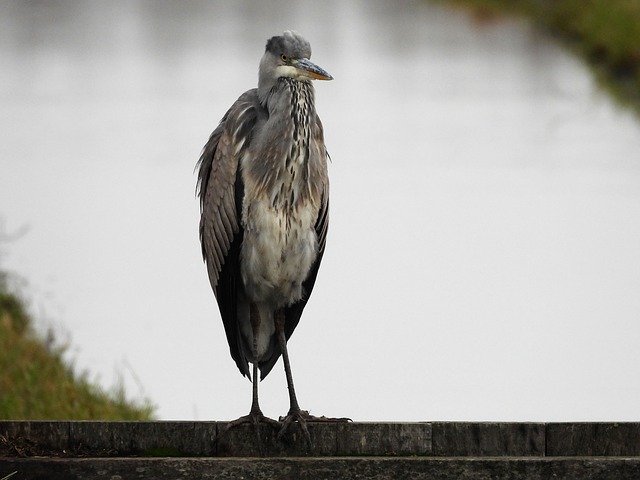 Free download Blue Heron Herons -  free photo or picture to be edited with GIMP online image editor