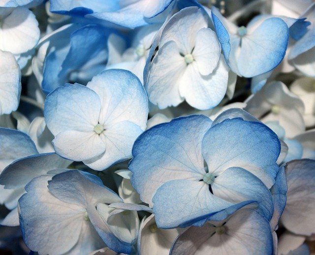 Free download Blue Hydrangeas Flower -  free photo or picture to be edited with GIMP online image editor