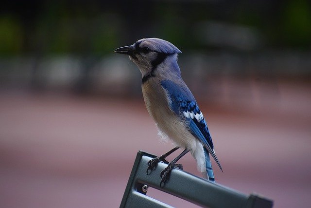 Free download blue jay young bird blue birds free picture to be edited with GIMP free online image editor