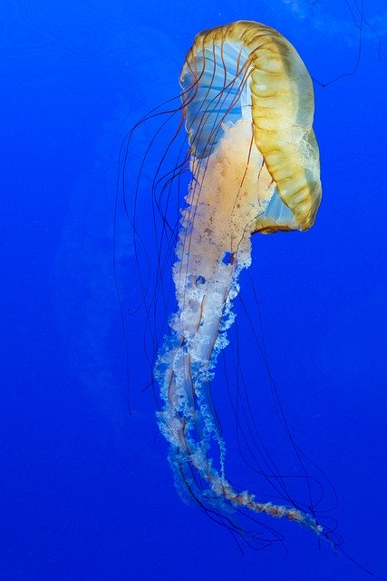 Free download Blue Jellyfish Animal -  free photo or picture to be edited with GIMP online image editor