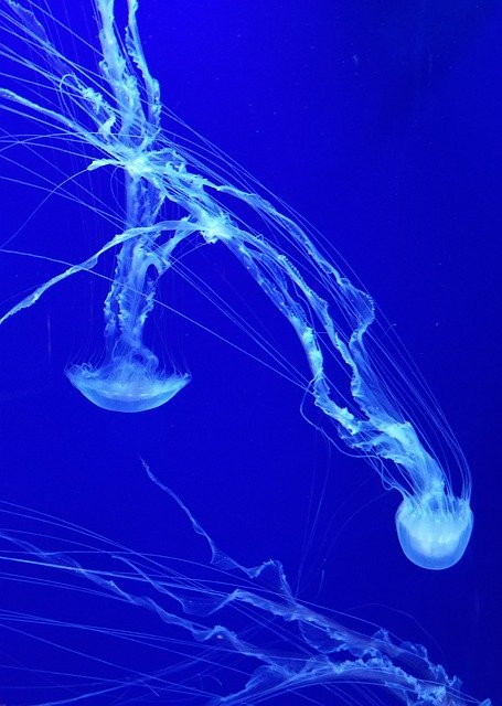 Free download Blue Neon Jellyfish -  free photo or picture to be edited with GIMP online image editor