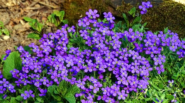 Free download Blue Pillow Flowers Blossom -  free photo or picture to be edited with GIMP online image editor