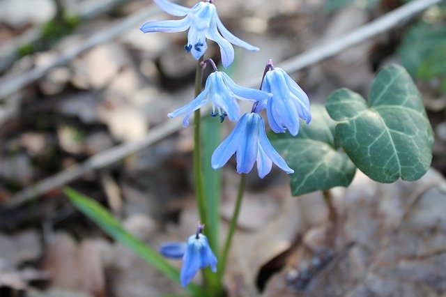 Free download Blue Star Scilla Early Bloomer -  free photo or picture to be edited with GIMP online image editor