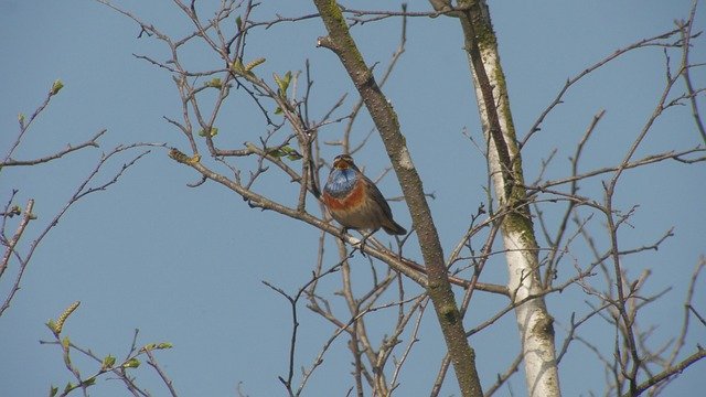 Free download Bluethroat Bird Songbird -  free photo or picture to be edited with GIMP online image editor