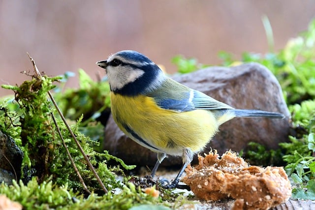 Free download blue tit bird animal moss free picture to be edited with GIMP free online image editor