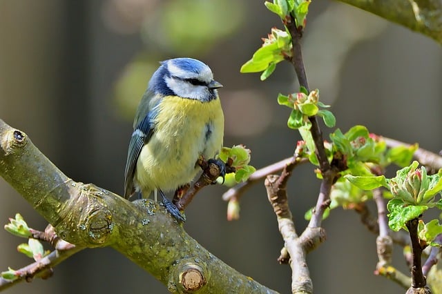 Free download blue tit bird animal wildlife free picture to be edited with GIMP free online image editor