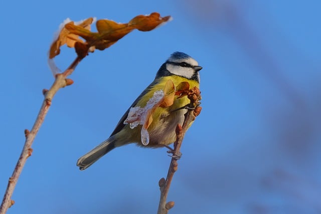 Free download blue tit bird branch animal free picture to be edited with GIMP free online image editor