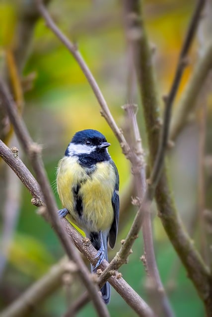 Free download blue tit bird perched tit animal free picture to be edited with GIMP free online image editor