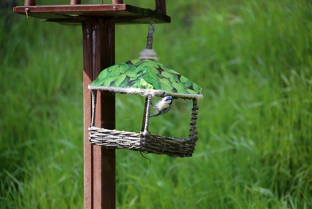 Free download Blue Tit Nesting Material Woolen -  free photo or picture to be edited with GIMP online image editor