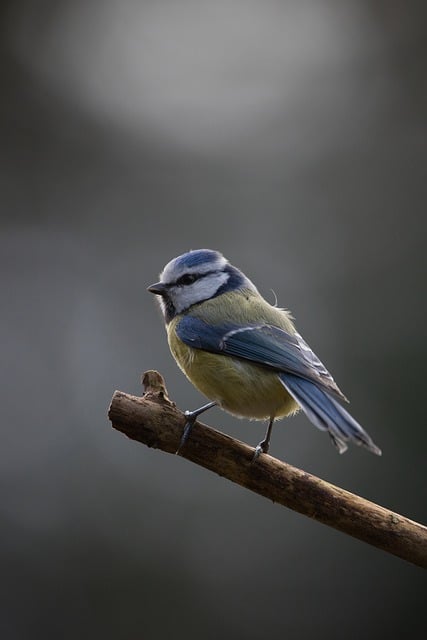 Free download blue tit nuthatch bird animal free picture to be edited with GIMP free online image editor