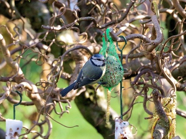 Free download Blue Tit Songbird Bird -  free photo or picture to be edited with GIMP online image editor