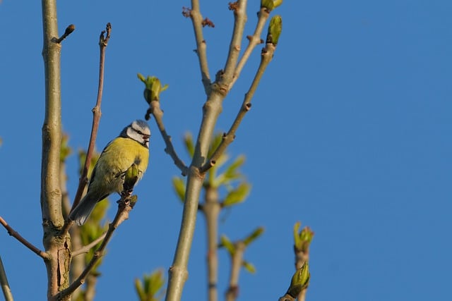 Free download blue tit spring time background free picture to be edited with GIMP free online image editor