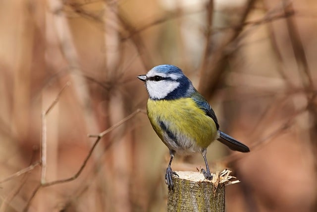 Free download blue tit tit bird animal beak free picture to be edited with GIMP free online image editor