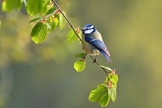 Free download blue tit tit bird animal feathers free picture to be edited with GIMP free online image editor