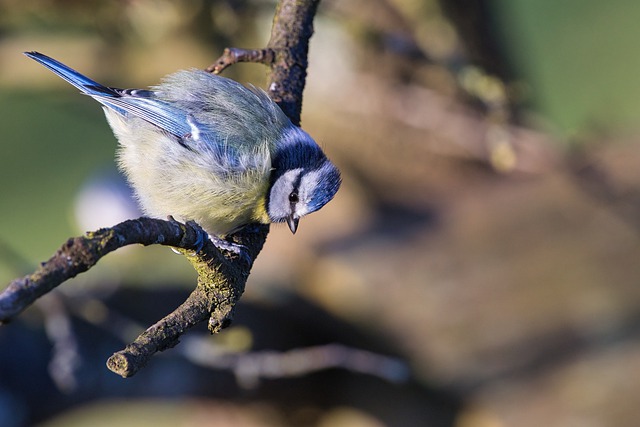 Free download blue tit tit bird animal nature free picture to be edited with GIMP free online image editor