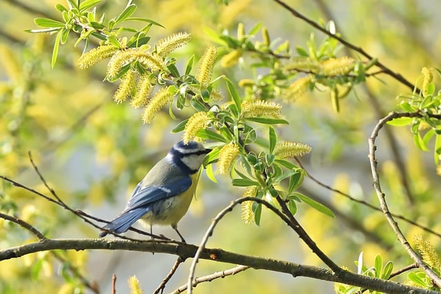 Free download blue tit tit bird branch spring free picture to be edited with GIMP free online image editor