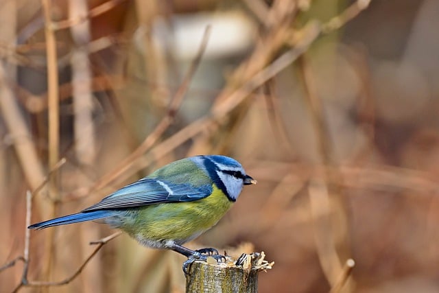 Free download blue tit tit bird branch supply free picture to be edited with GIMP free online image editor