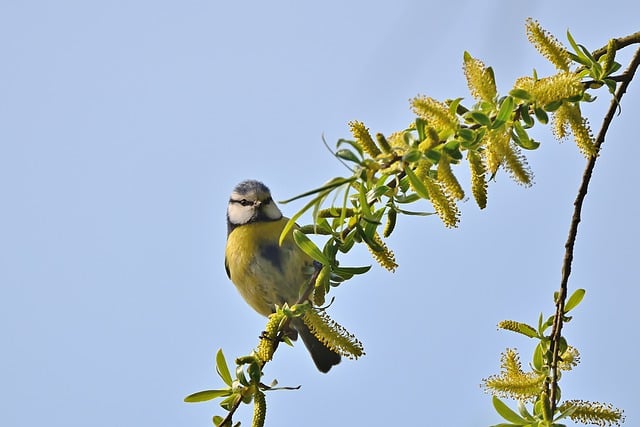 Free download blue tit tit bird spring branch free picture to be edited with GIMP free online image editor