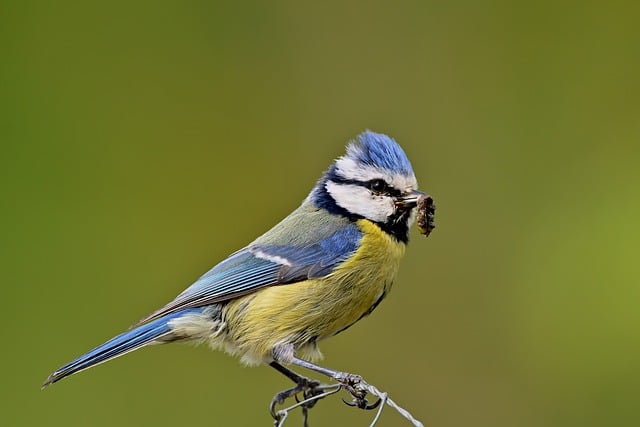 Free download blue tit tit caterpillar bird free picture to be edited with GIMP free online image editor