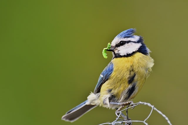 Free download blue tit tit caterpillar spring free picture to be edited with GIMP free online image editor