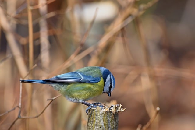 Free download blue tit tit winter foraging free picture to be edited with GIMP free online image editor