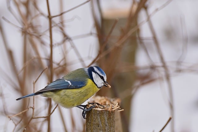 Free download blue tit tit winter snow park free picture to be edited with GIMP free online image editor