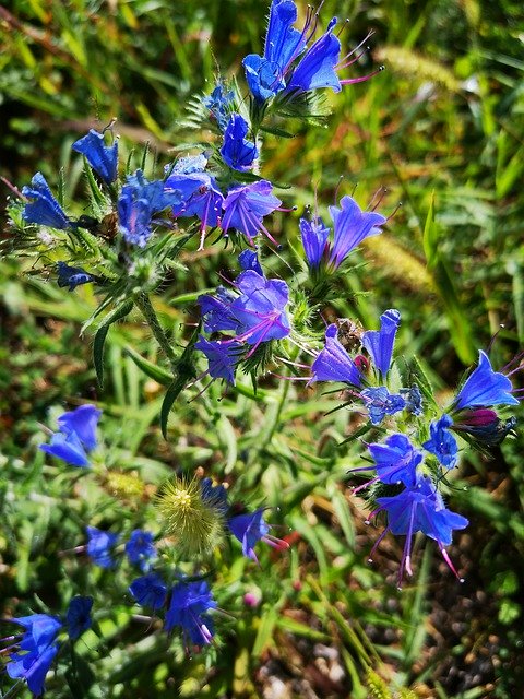 Free download Blue Violet Cornflower -  free photo or picture to be edited with GIMP online image editor