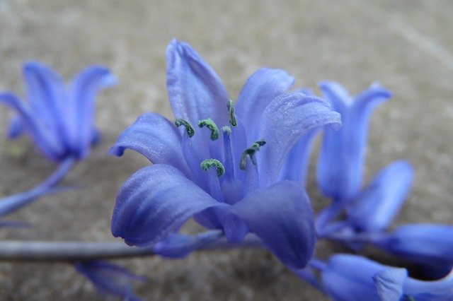 Free download Blue-Violet Flower Bell -  free photo or picture to be edited with GIMP online image editor