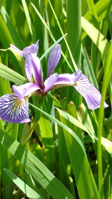 Free download Blue Water Iris -  free photo or picture to be edited with GIMP online image editor