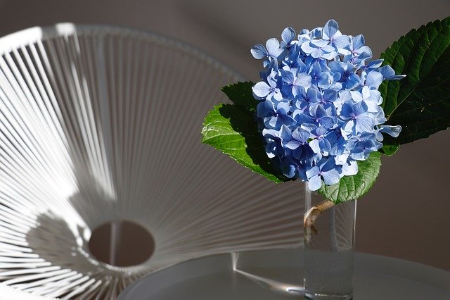 Free download Blue White Hydrangea -  free photo or picture to be edited with GIMP online image editor