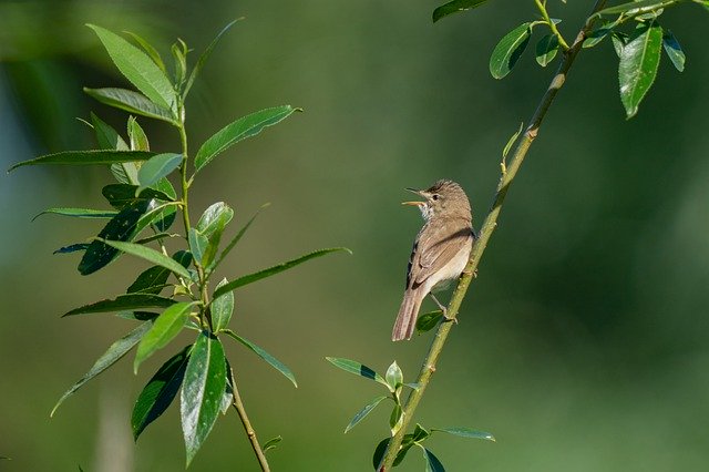 Free download BlythS Reed Warbler Acrocephalus -  free photo or picture to be edited with GIMP online image editor