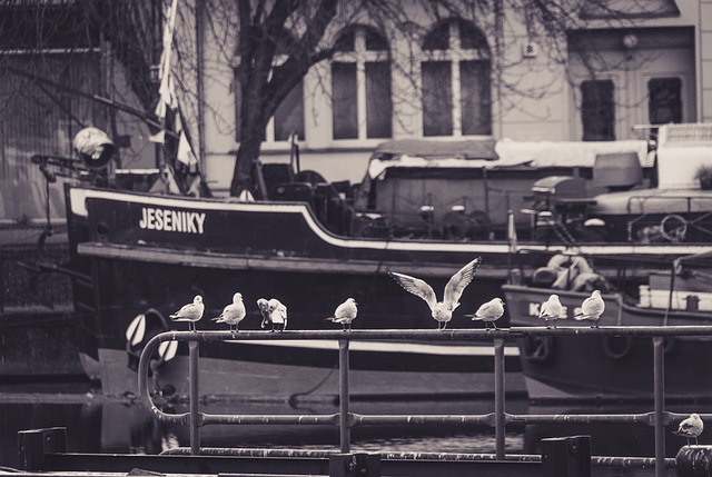 Free download boats port seagulls black and white free picture to be edited with GIMP free online image editor