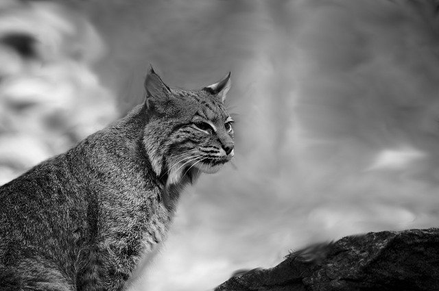 Free download Bobcat Black And White Nature -  free photo or picture to be edited with GIMP online image editor